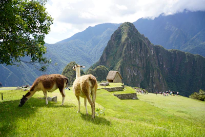 Llamas grazing on the rolling hills near the Sacred Valley under a bright blue sky.