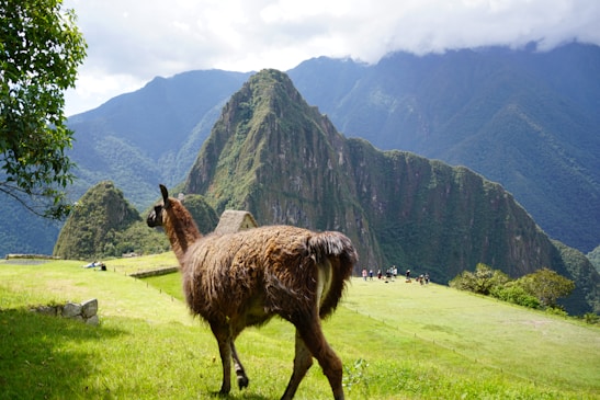 A llama stands on grassy terrain overlooking the ancient ruins set against a backdrop of large, green mountains. Several tourists are visible in the distant background, with the sky above partly cloudy.