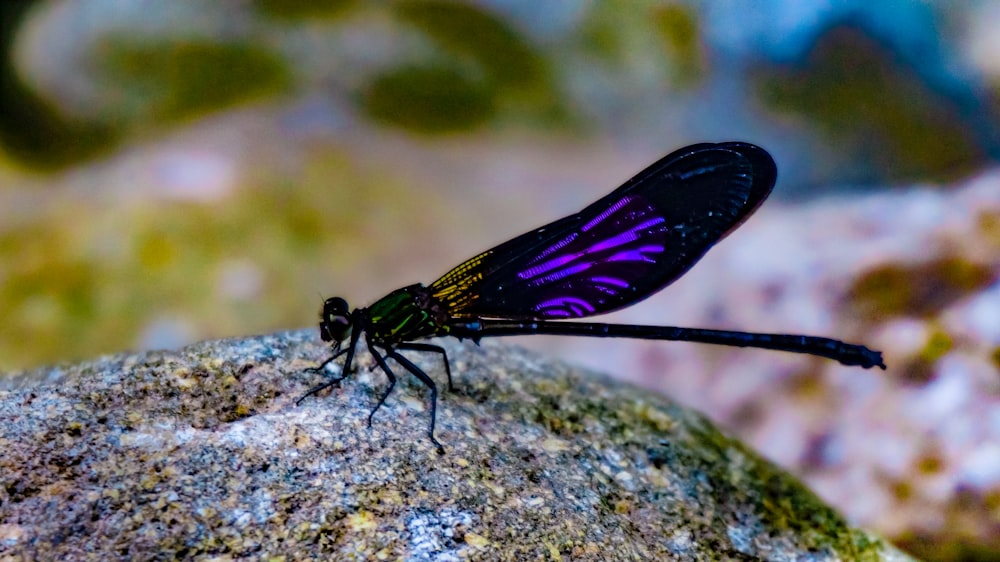 a purple and black insect sitting on a rock