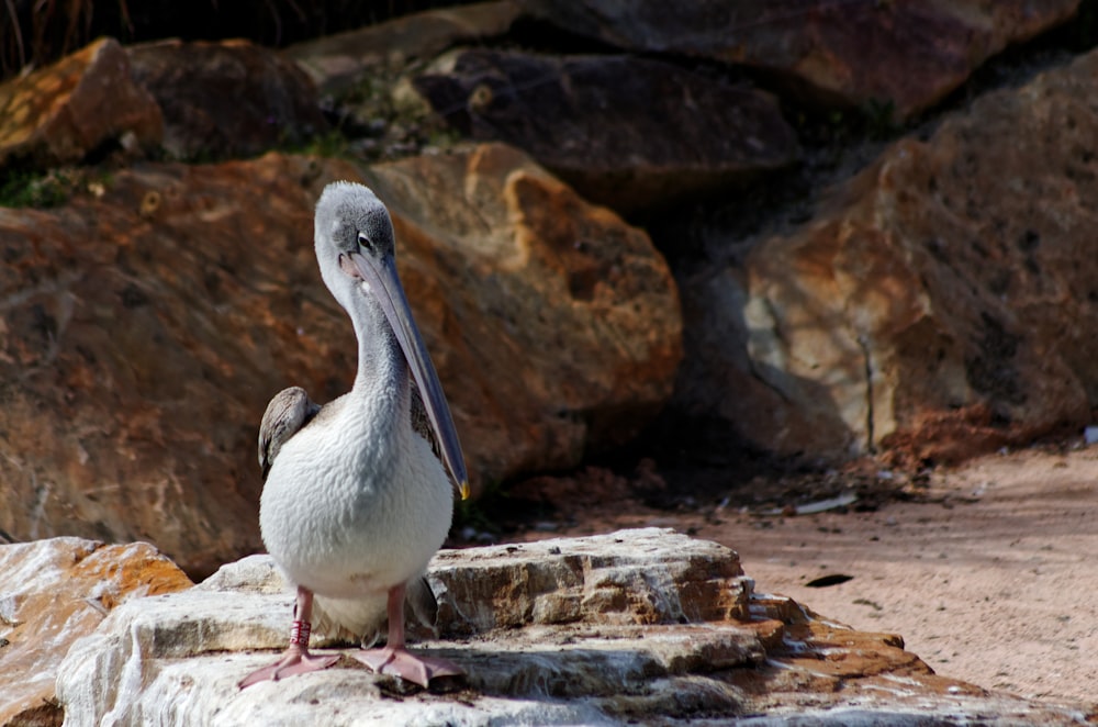 a pelican standing on a rock in front of some rocks