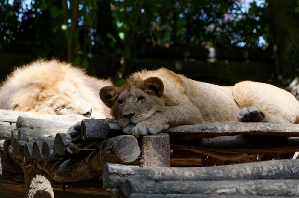 a couple of white lions laying on top of a wooden bench