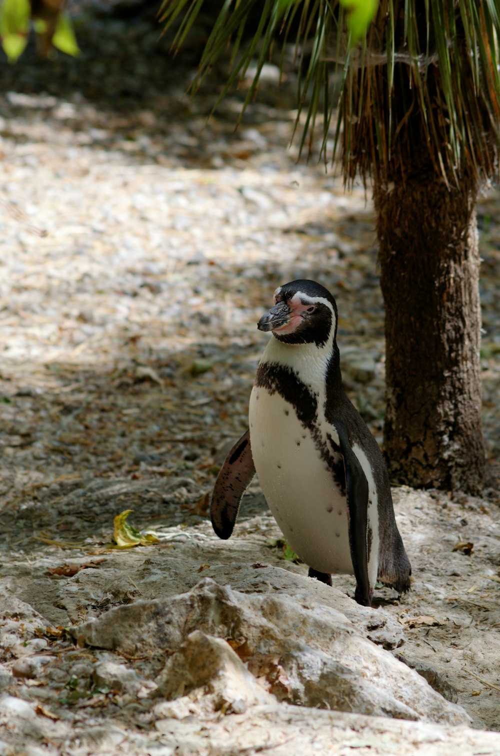 a penguin standing on a rock next to a tree
