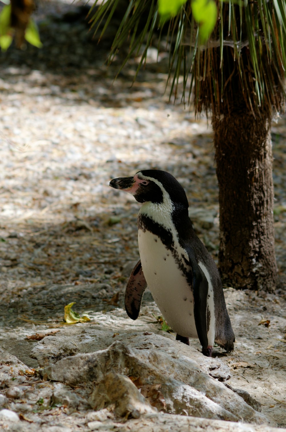 a penguin standing on a rock next to a tree