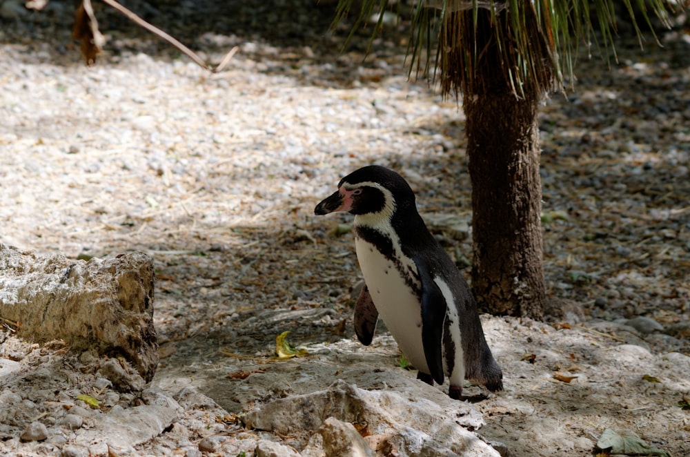 a small penguin standing next to a tree