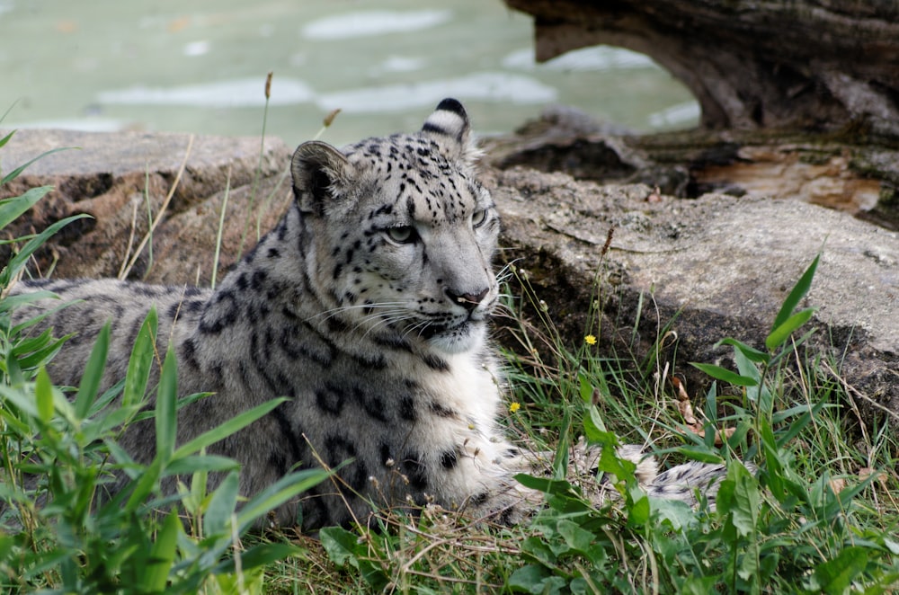 a snow leopard laying in the grass next to a body of water