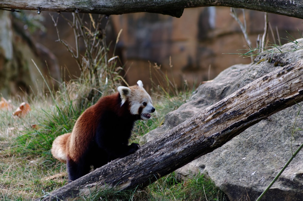 a red panda bear sitting on a rock