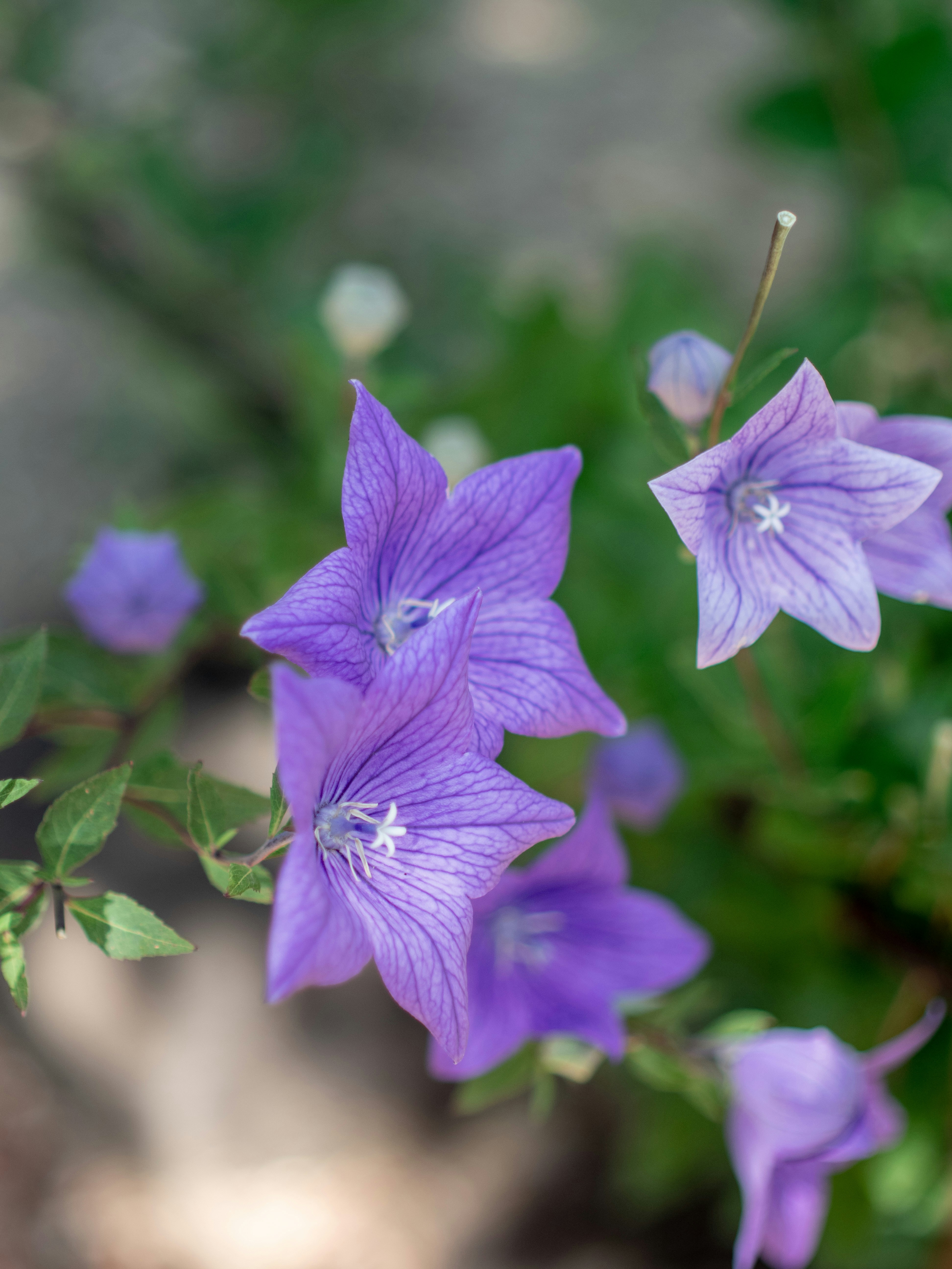 Photo by shellingfordyu