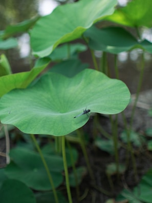 Close-up of a lotus pond with blooming flowers and dragonflies resting.