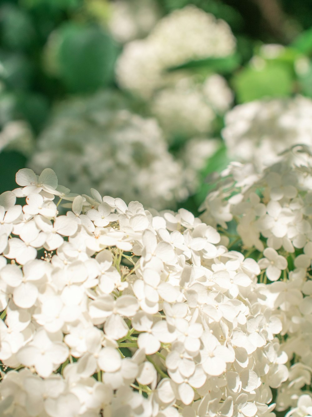 a close up of a bunch of white flowers