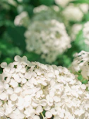Close-up of delicate flower petals with soft natural lighting.