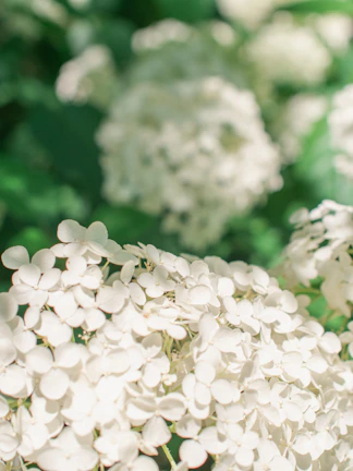 Close-up of delicate flower petals with soft natural lighting.