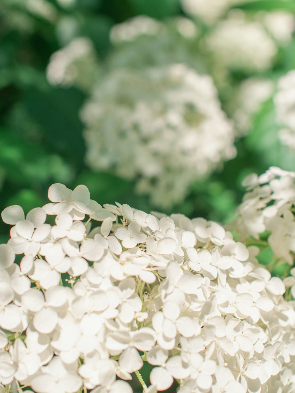 a close up of a bunch of white flowers