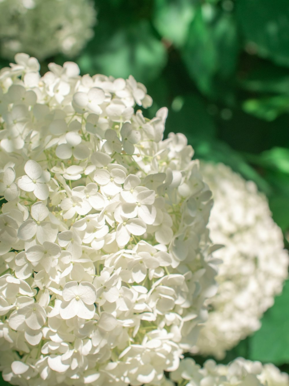 a close up of a white flower with green leaves in the background