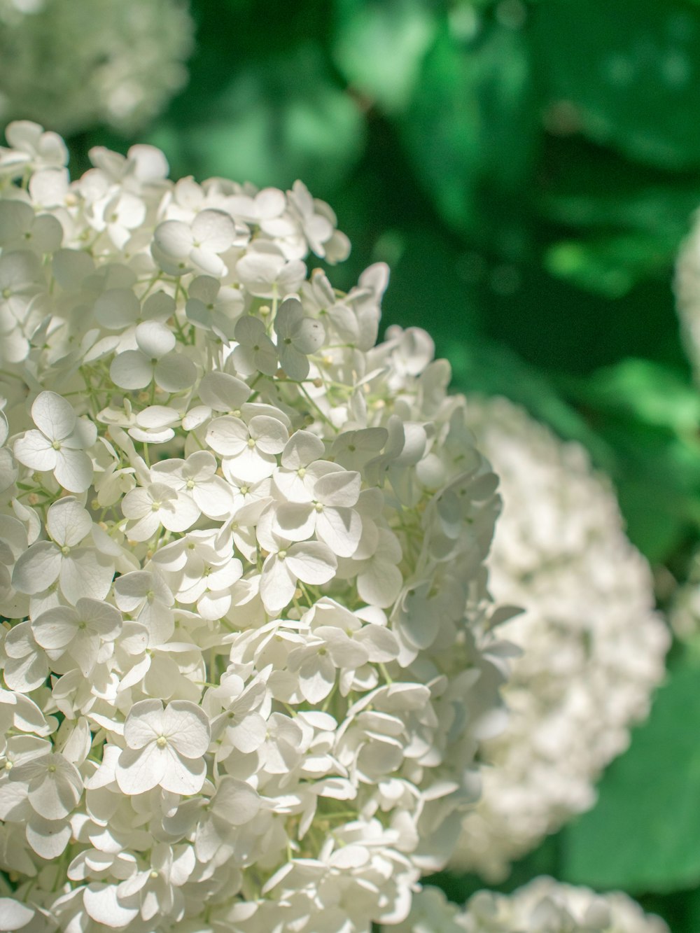 a close up of a white flower with green leaves in the background