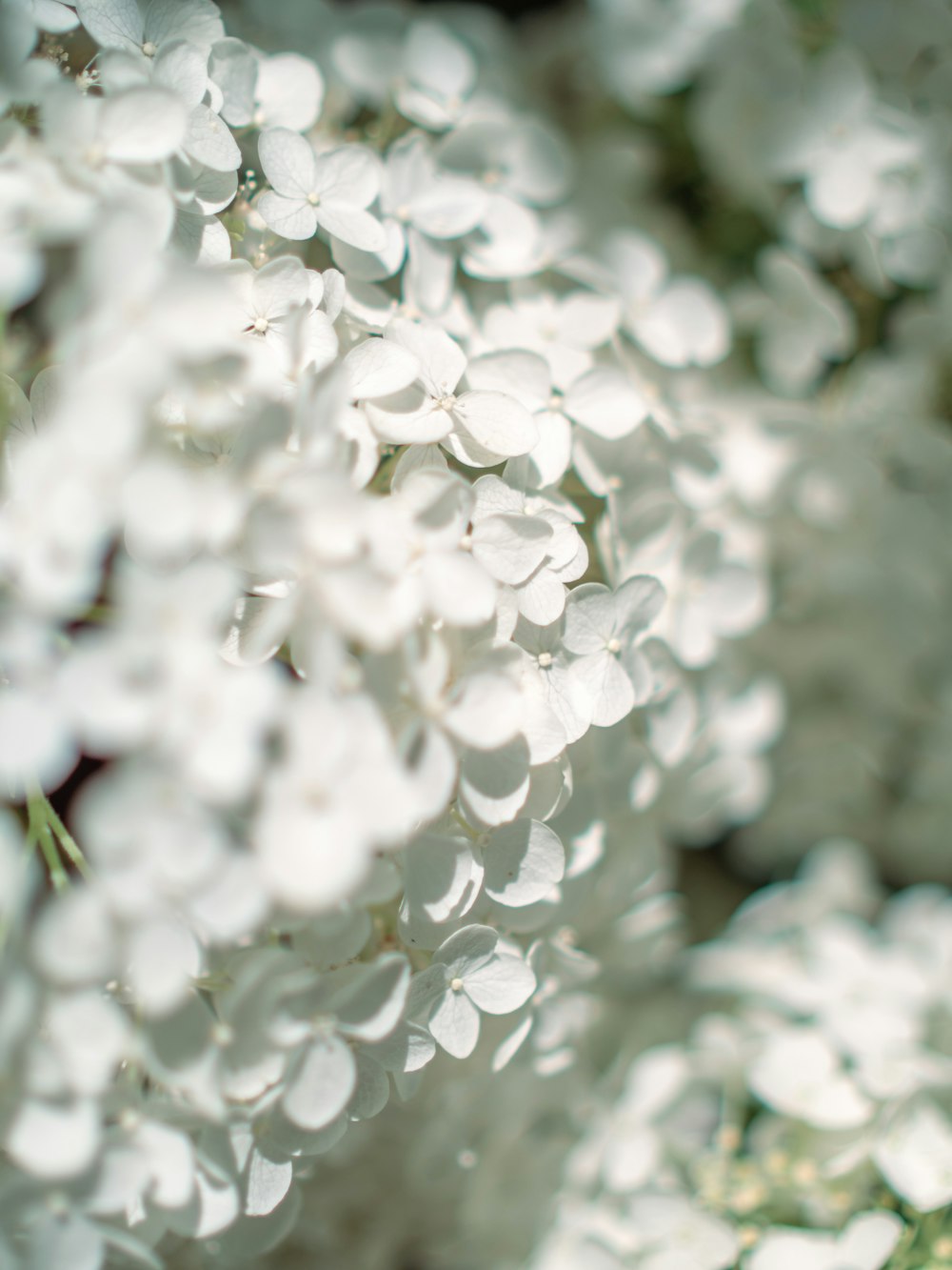 a close up of a bunch of white flowers