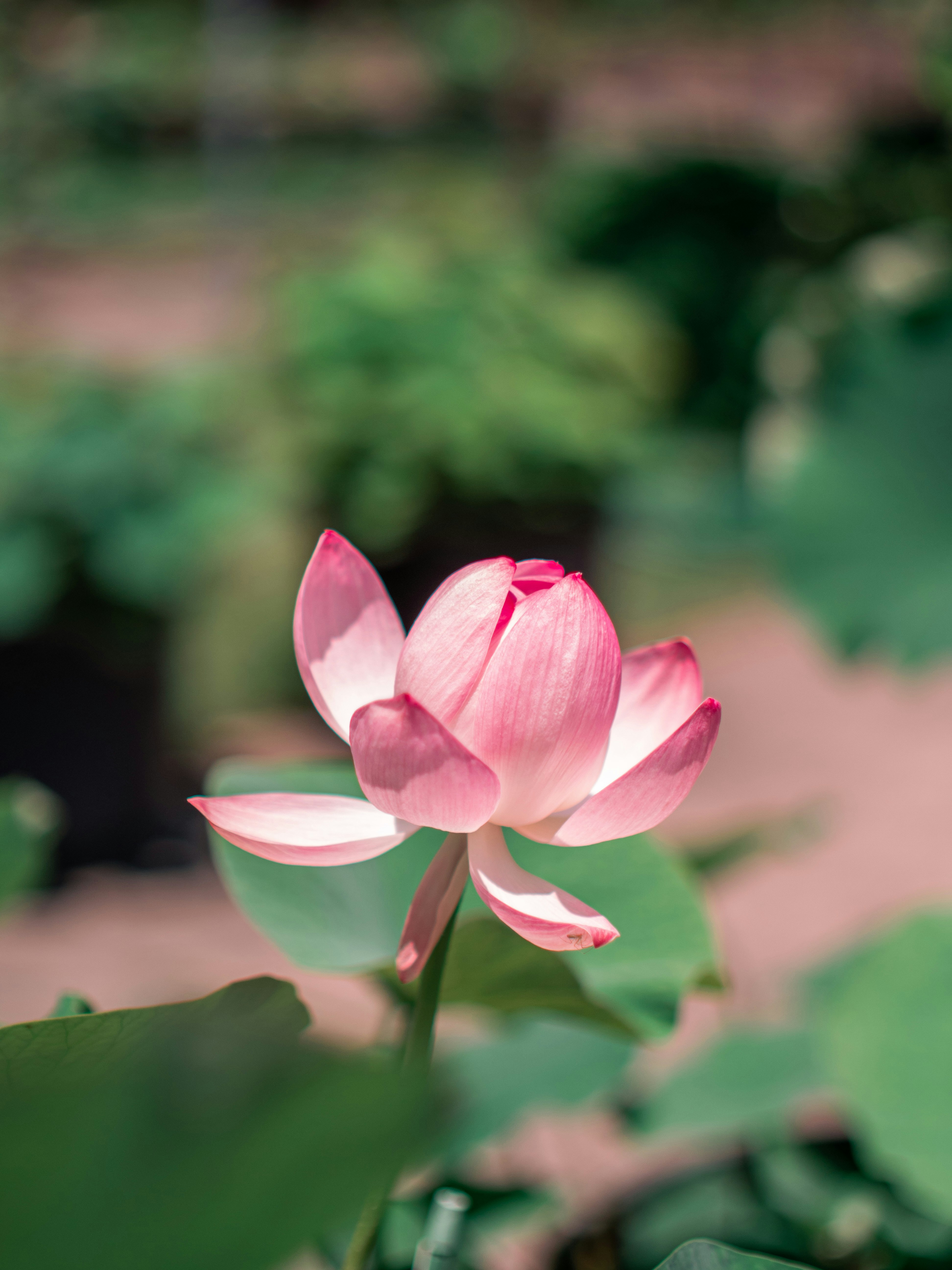 A pink lotus flower blooming in a pond photo Free Lotus Image on Unsplash