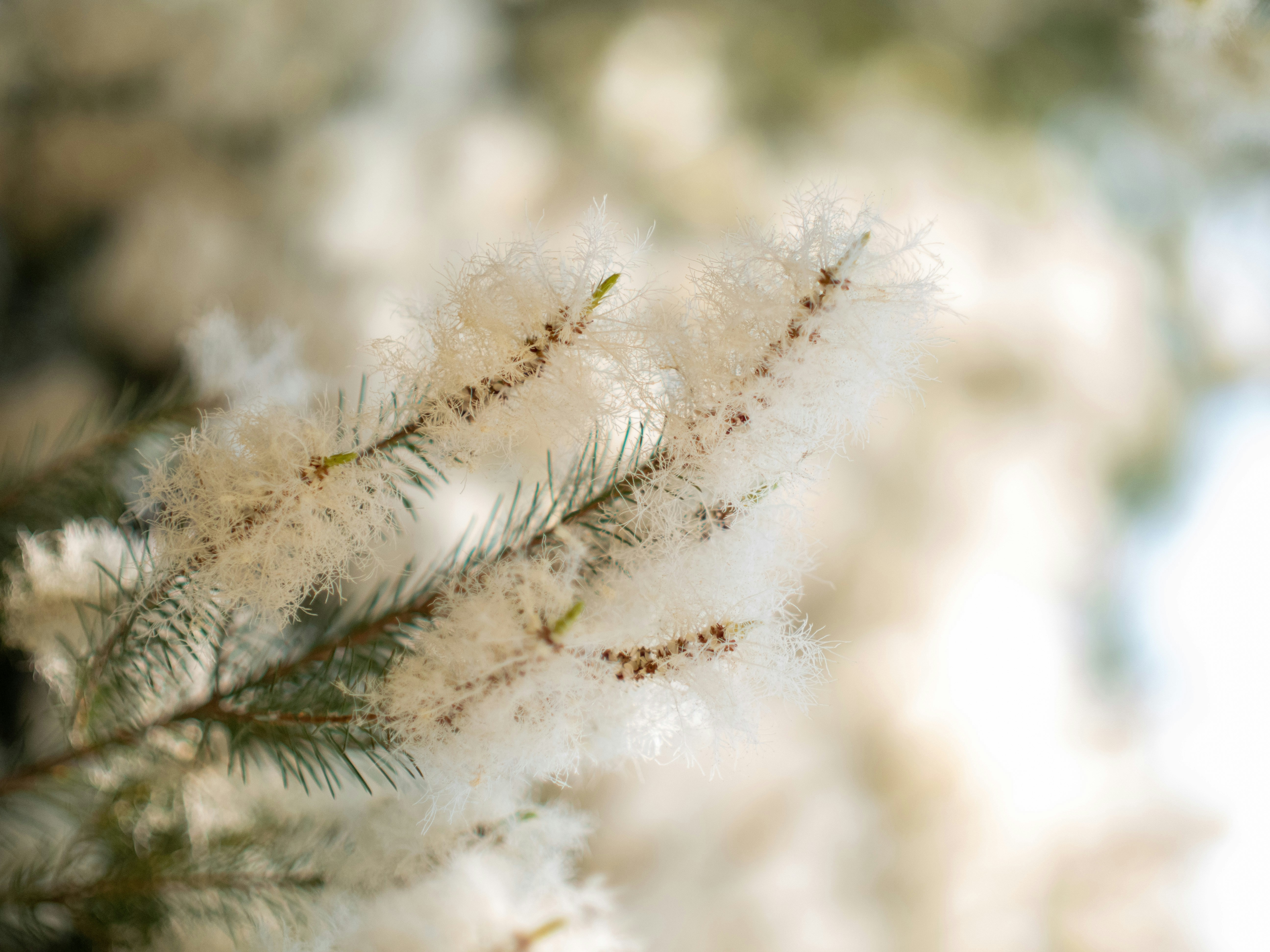 Photo by shellingfordyu