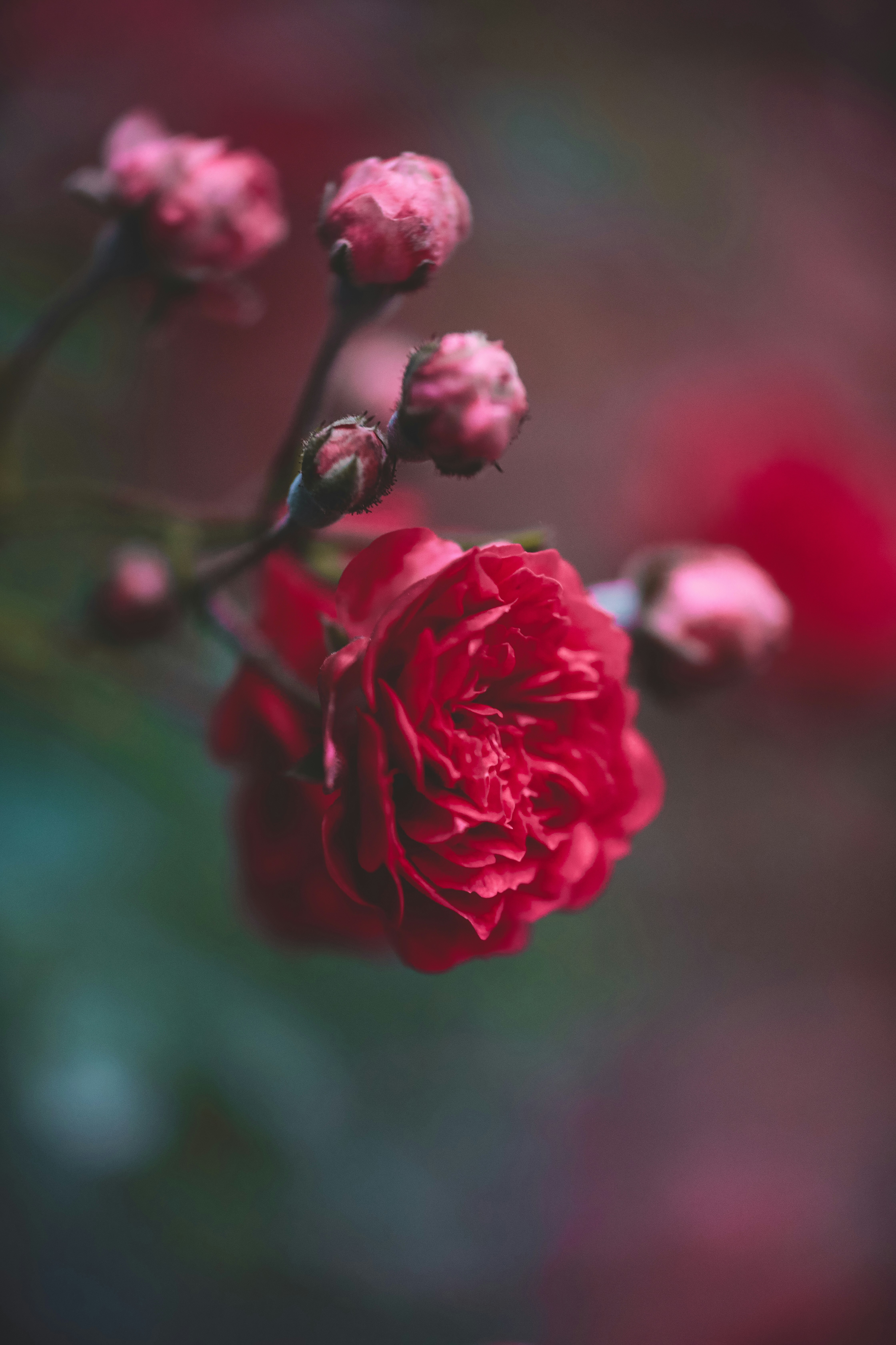 Photo by arefloni