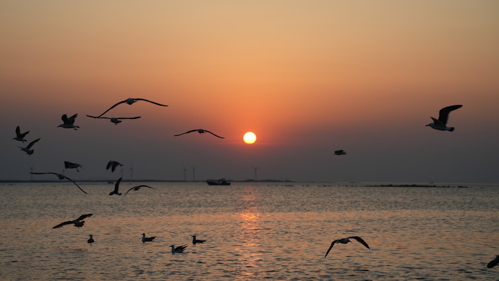 a flock of birds flying over a body of water