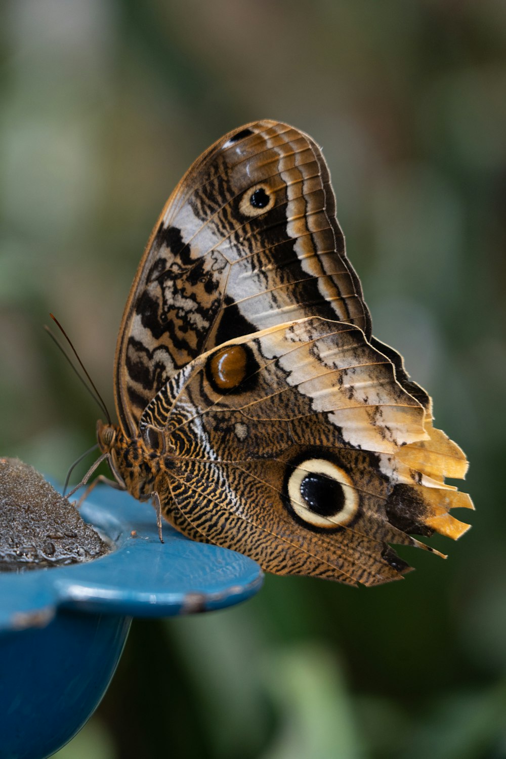 a brown butterfly sitting on top of a blue bird bath