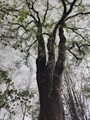 A tall tree with a thick trunk extends upwards, surrounded by a variety of smaller trees and branches. The tree's bark is dark and textured, and its branches reach out in various directions. Fresh green leaves sparsely cover some branches, indicating the early signs of spring or late autumn.