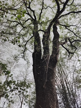 A tall tree with a thick trunk extends upwards, surrounded by a variety of smaller trees and branches. The tree's bark is dark and textured, and its branches reach out in various directions. Fresh green leaves sparsely cover some branches, indicating the early signs of spring or late autumn.