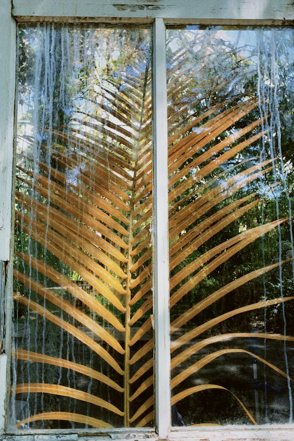 a window with a reflection of a palm tree in it