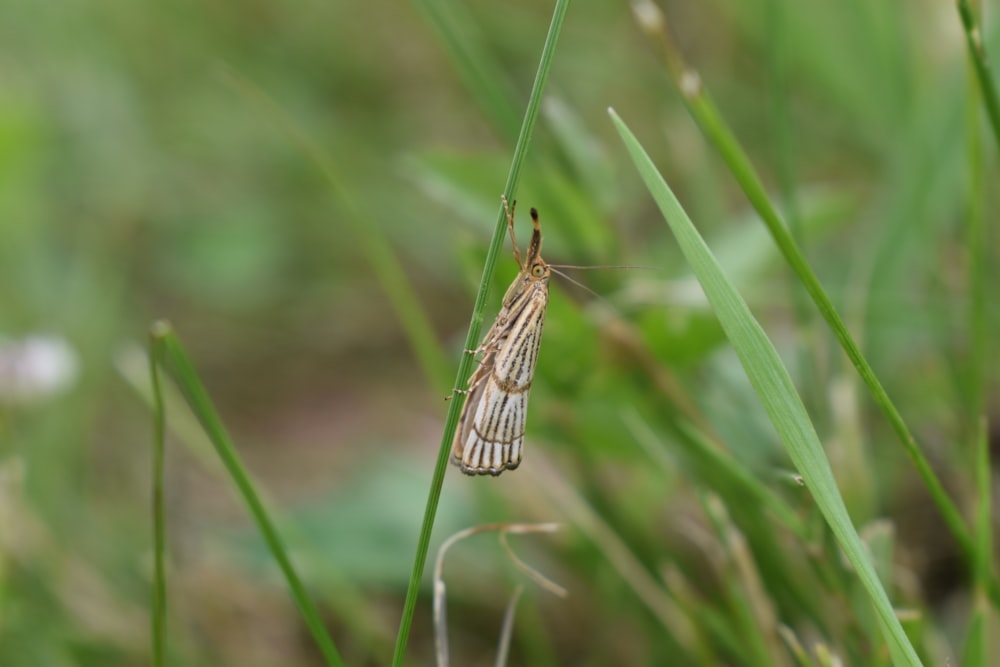 a bug that is sitting on some grass