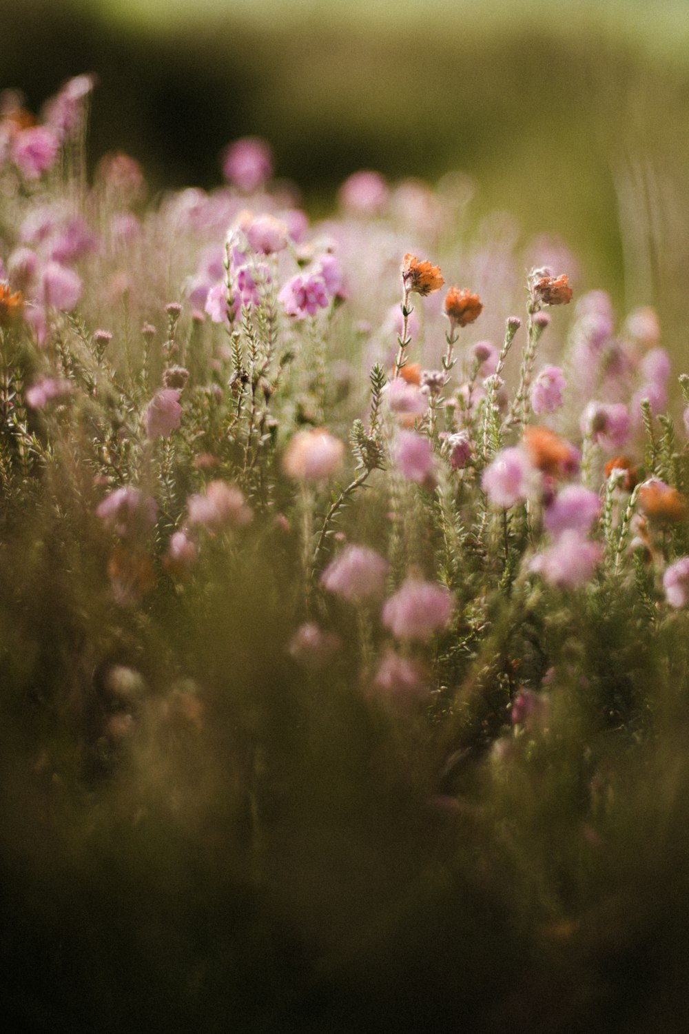 a bunch of flowers that are in the grass