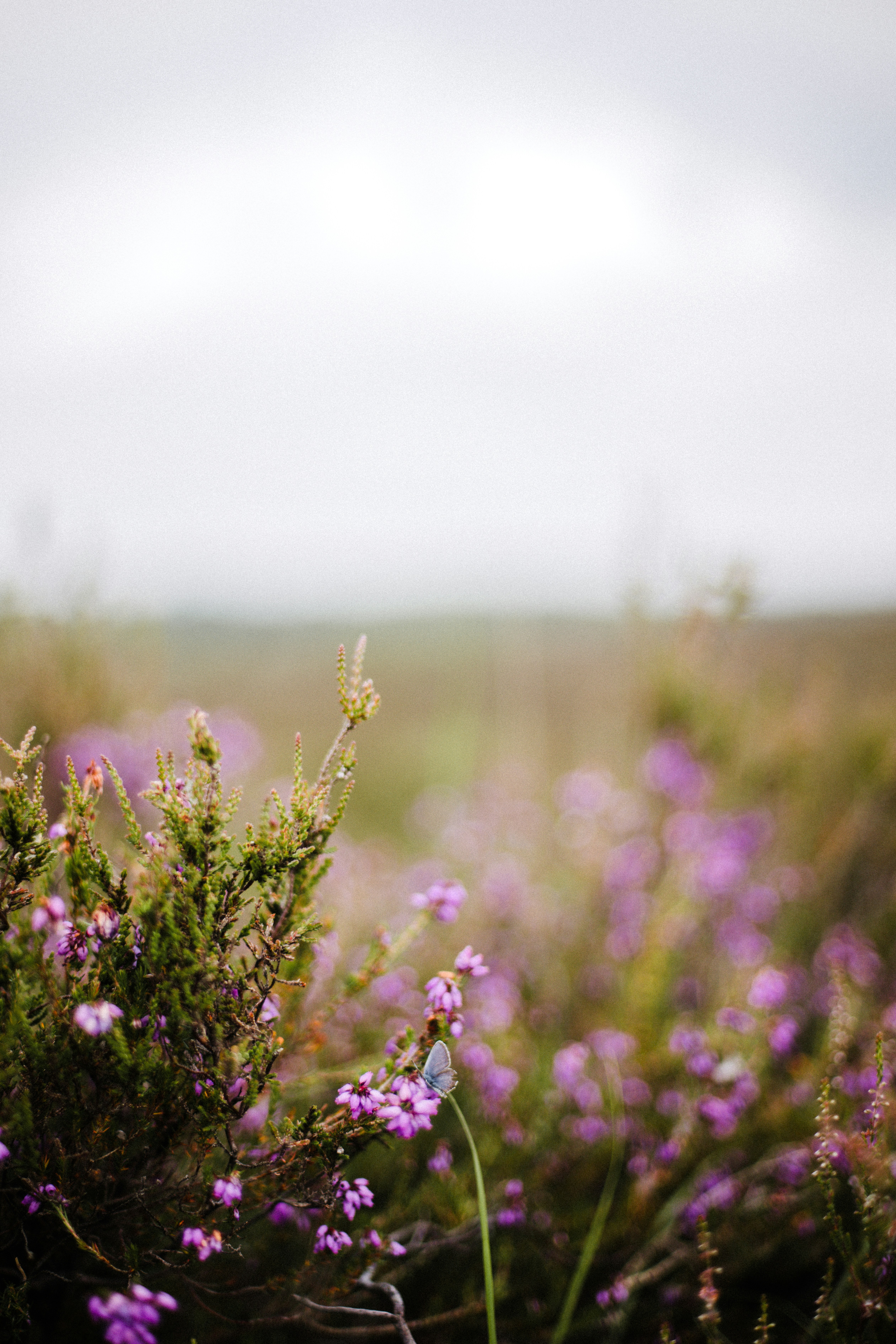 Photo by anniespratt