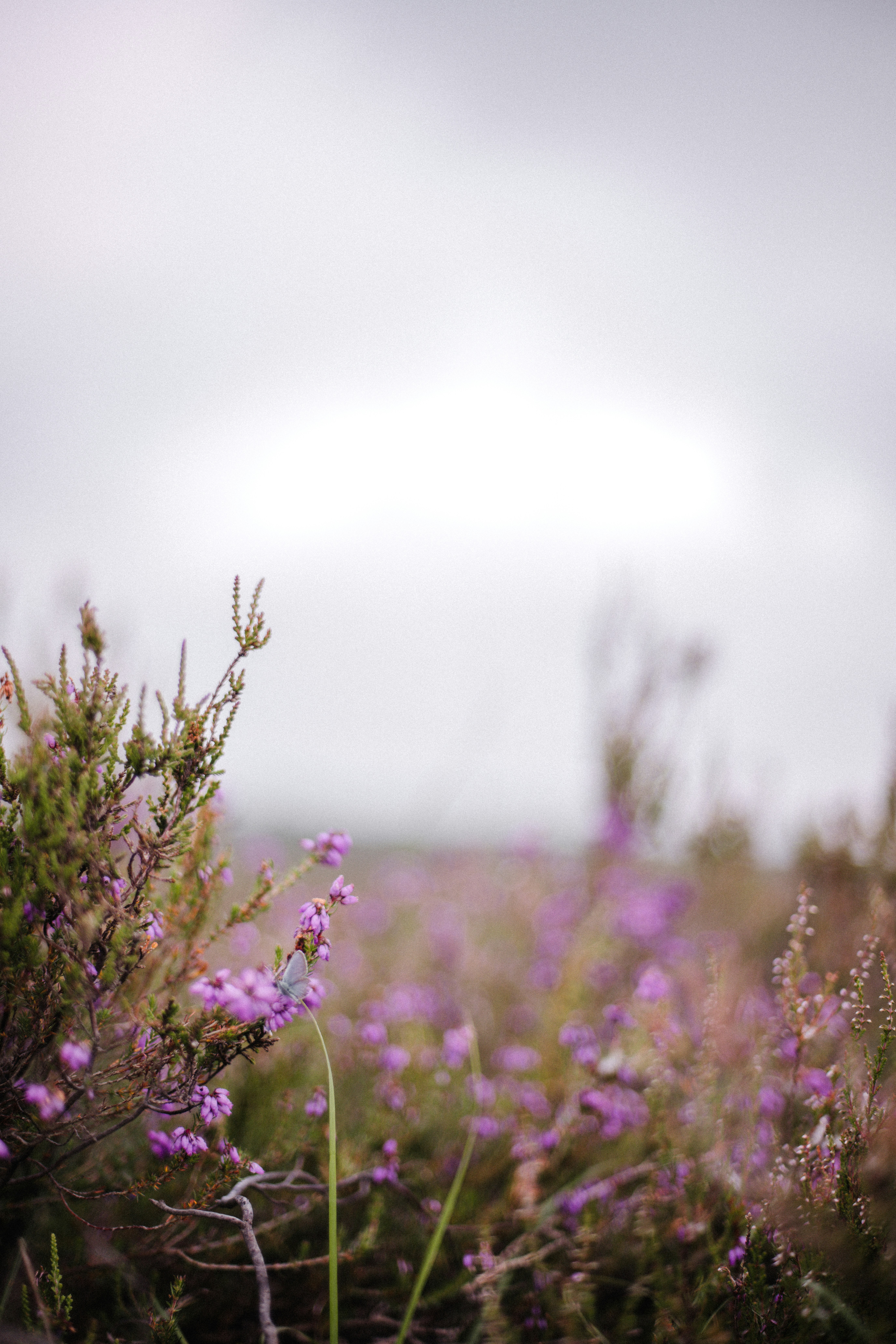 Photo by anniespratt
