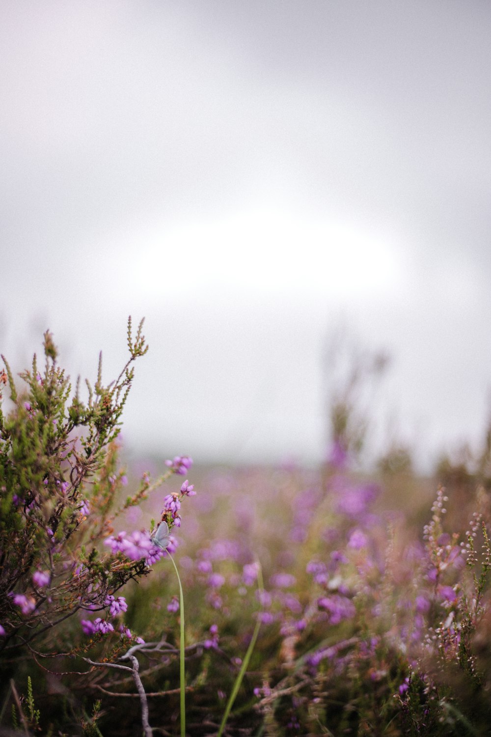 a field full of purple flowers on a cloudy day