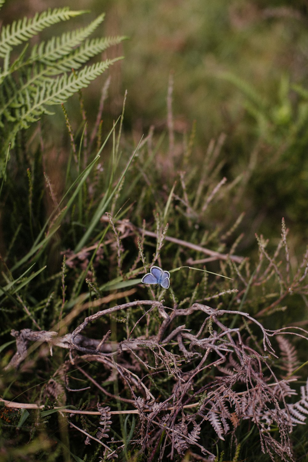 a small blue butterfly sitting on top of a plant