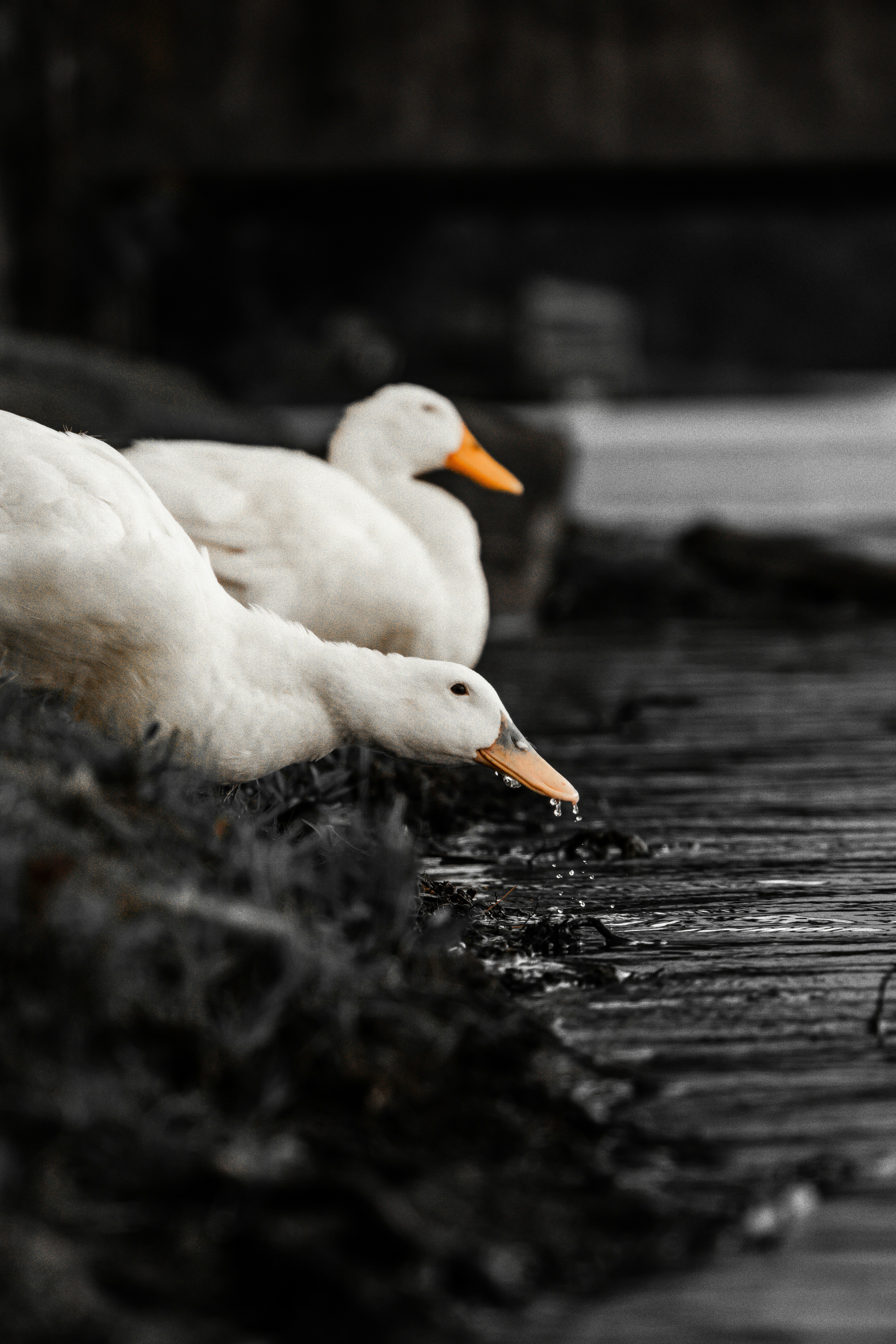 Photo by tomatopictures1