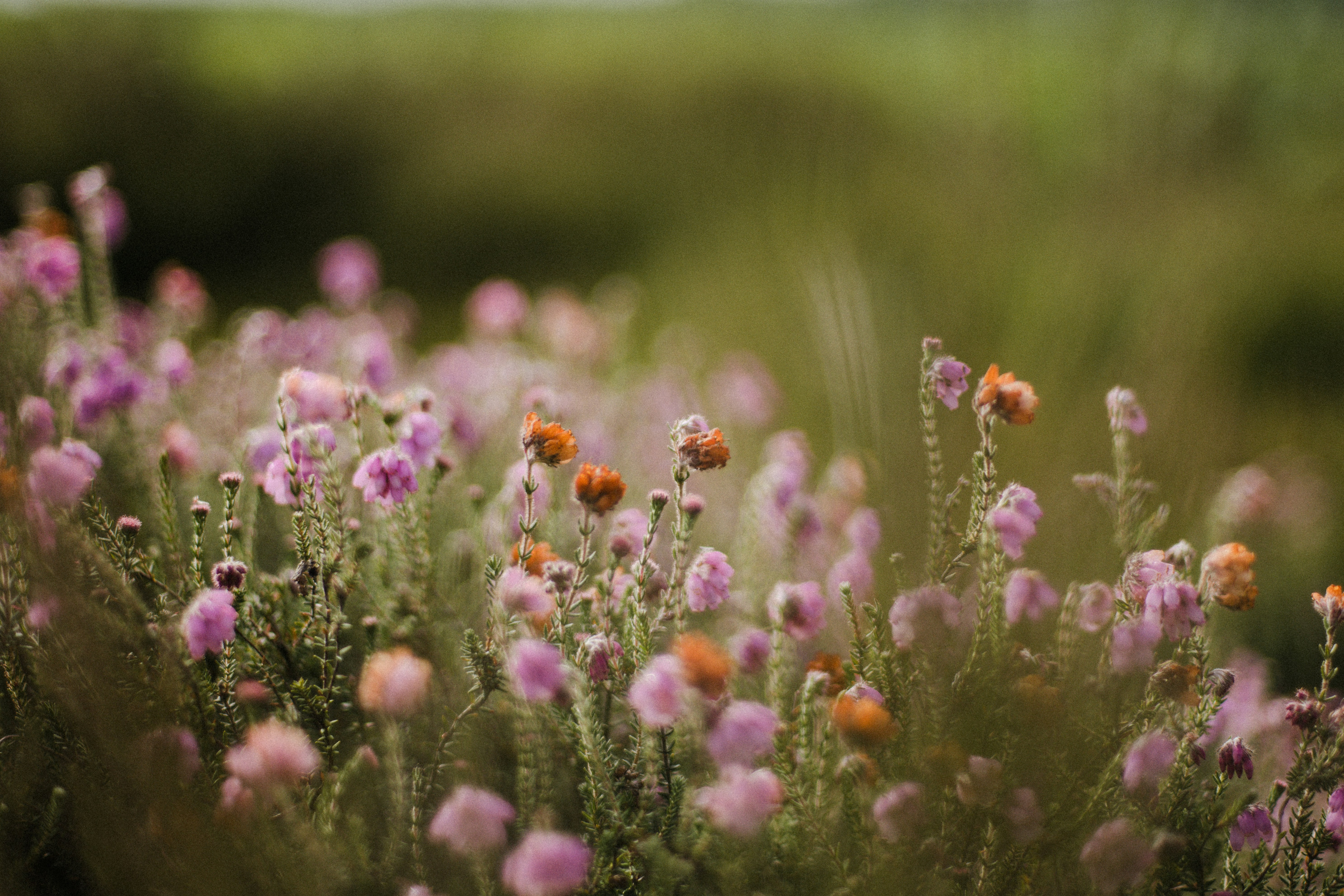 Photo by anniespratt