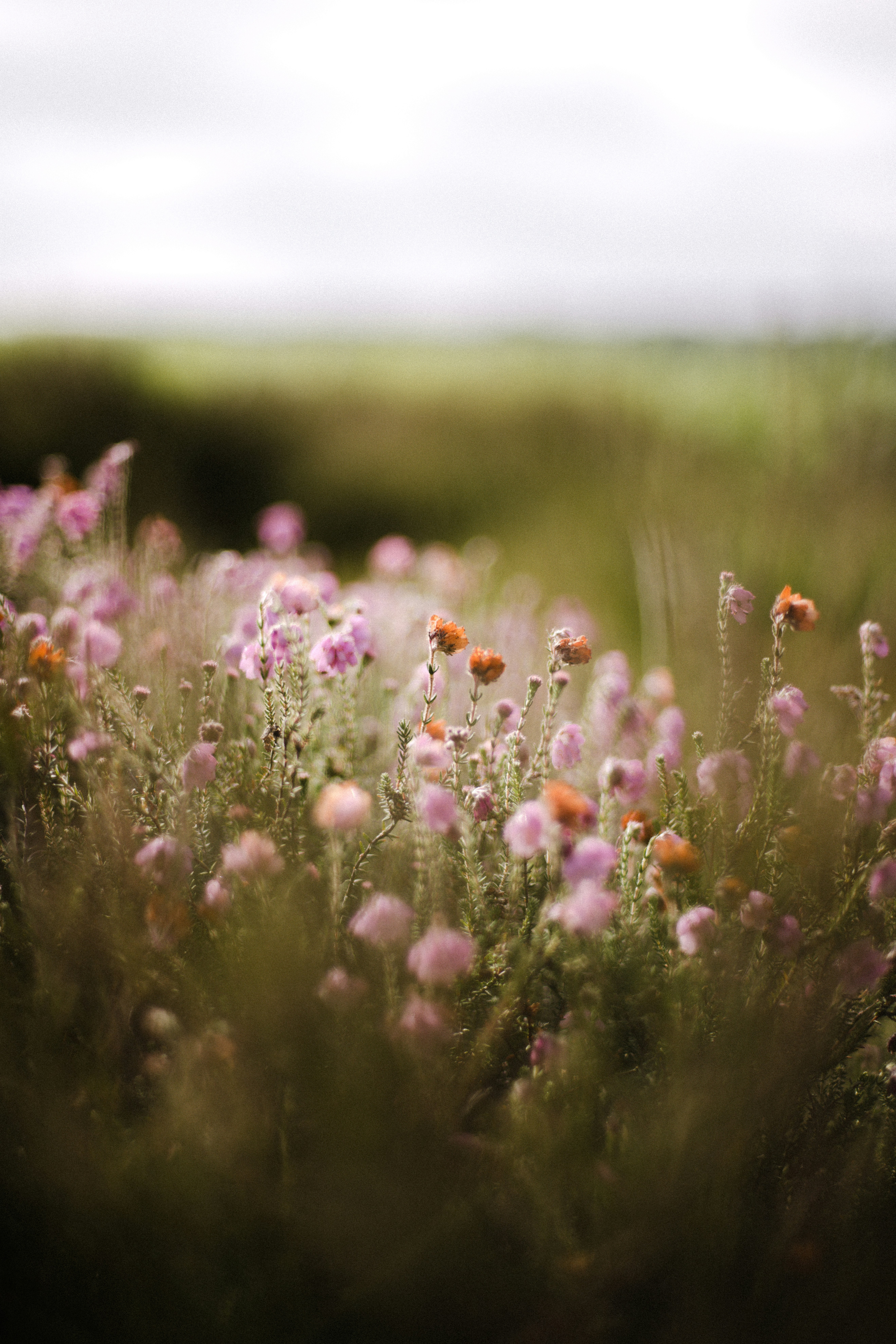 Photo by anniespratt