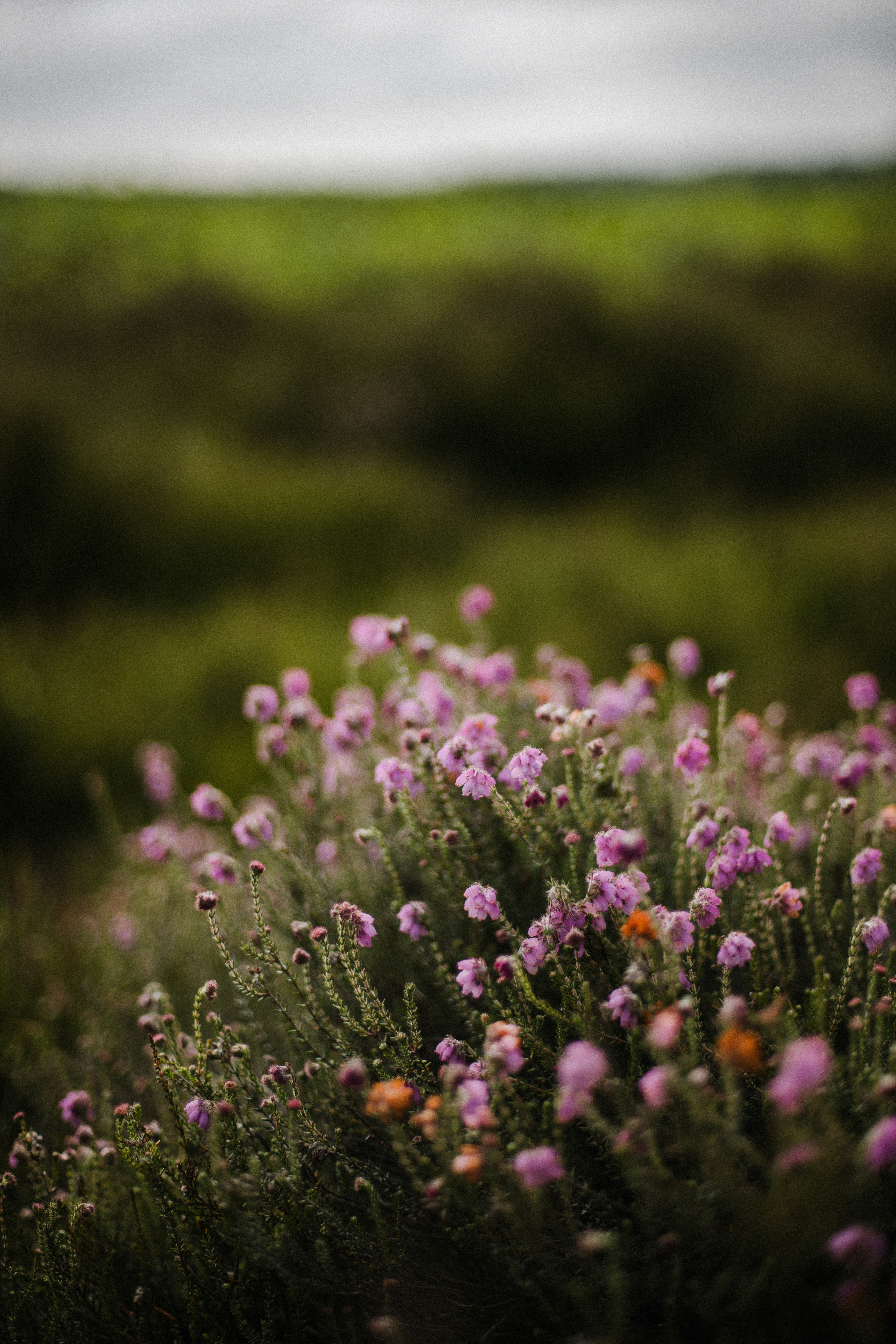 Photo by anniespratt