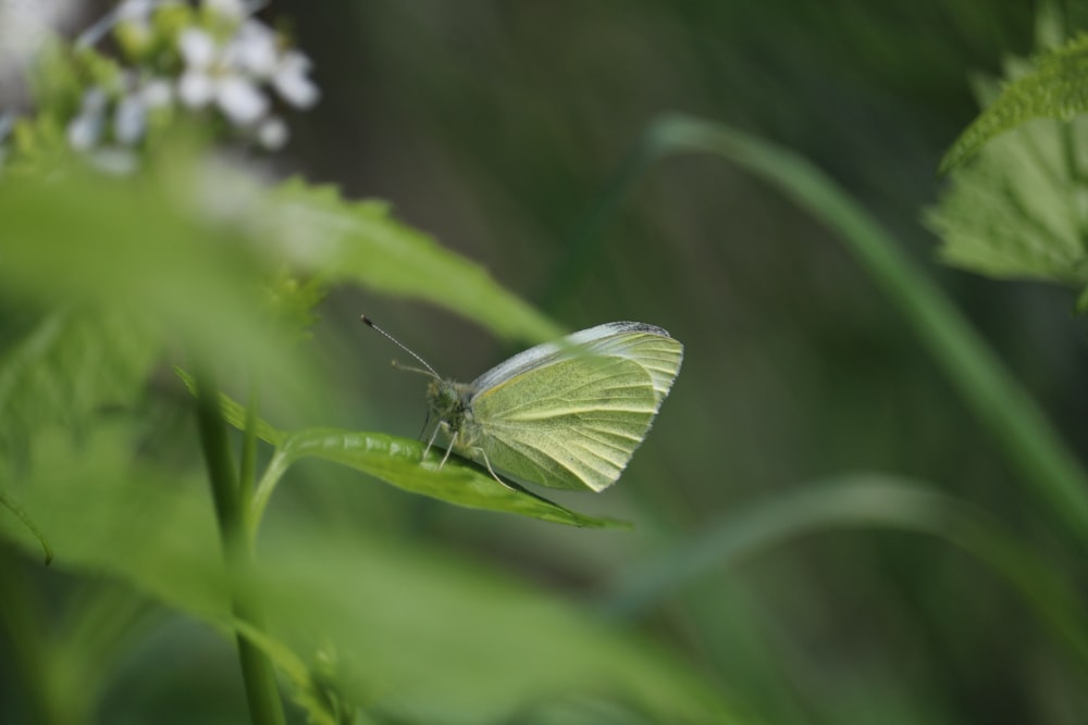 a white butterfly sitting on top of a green leaf