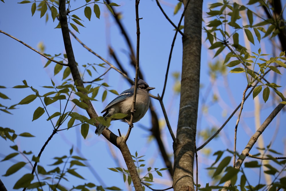 a bird perched on a branch of a tree