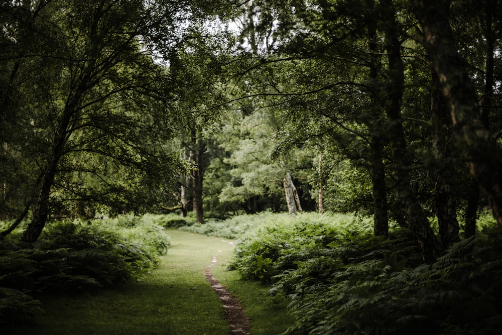 a path in the middle of a lush green forest