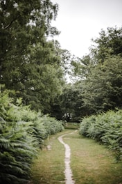 A serene Costa Rican jungle path inviting travelers to explore its lush greenery and vibrant wildlife.