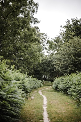 A serene Costa Rican jungle path inviting travelers to explore its lush greenery and vibrant wildlife.