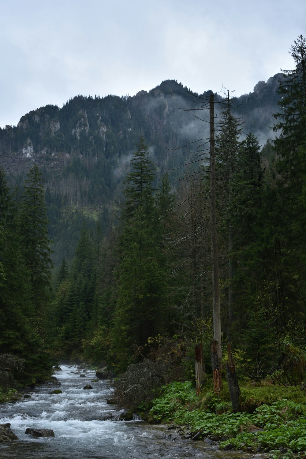 a river running through a lush green forest