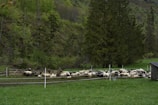 A flock of sheep grazing in a serene green pasture.