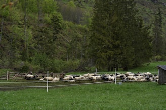 A flock of sheep resting in a sunny pasture.