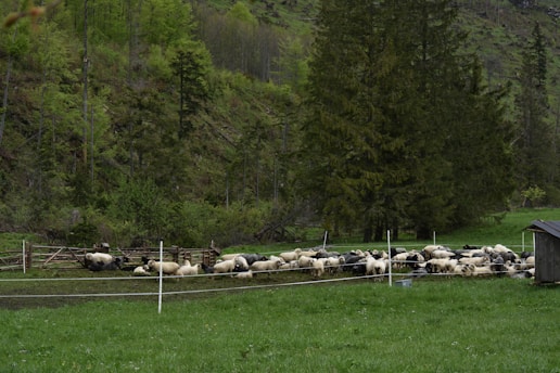 A flock of sheep resting in a sunny pasture.