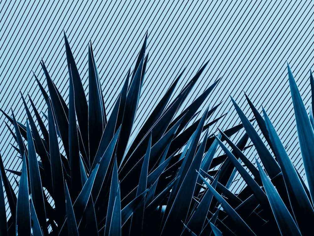 Un primer plano de una planta con un fondo azul