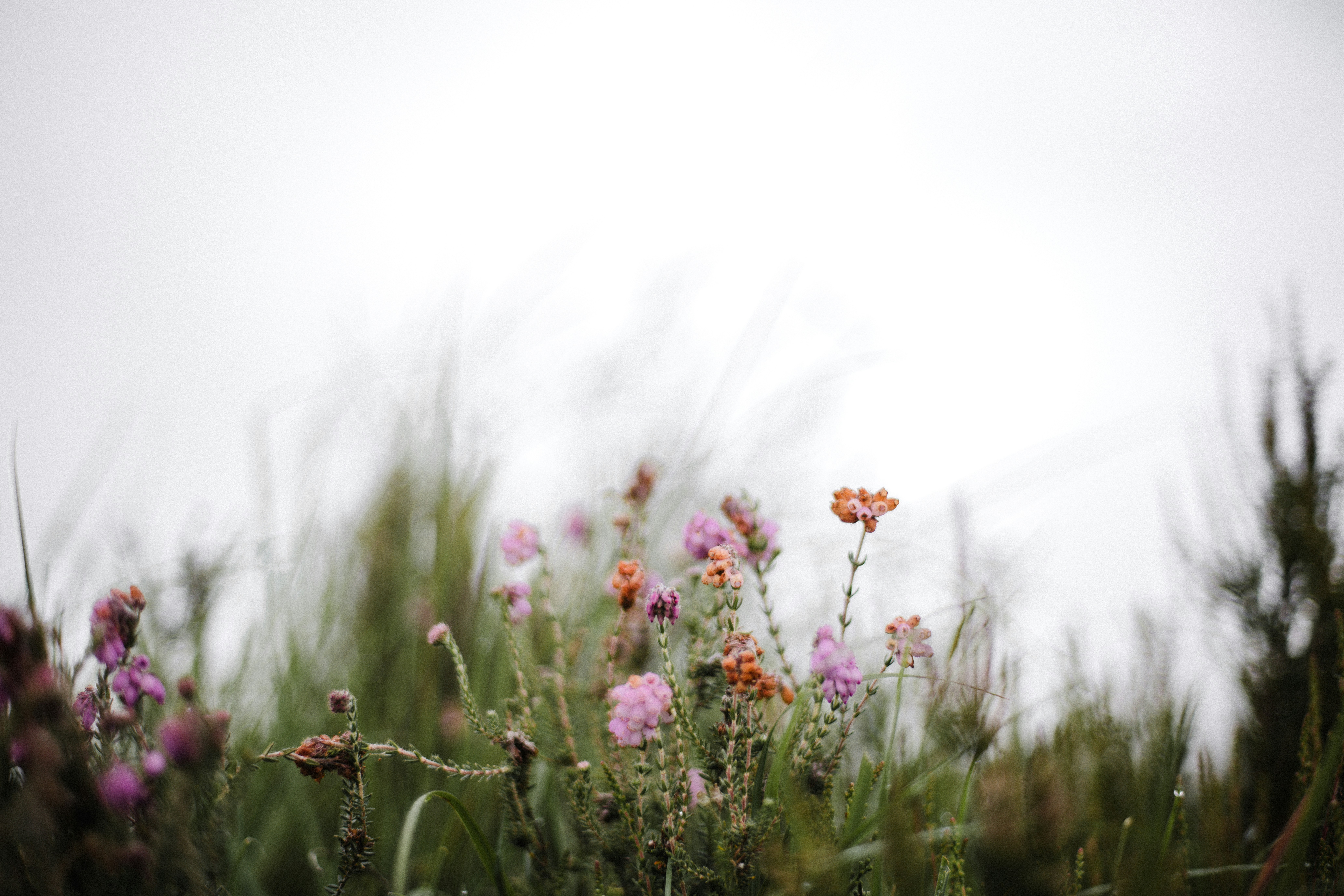 Photo by anniespratt