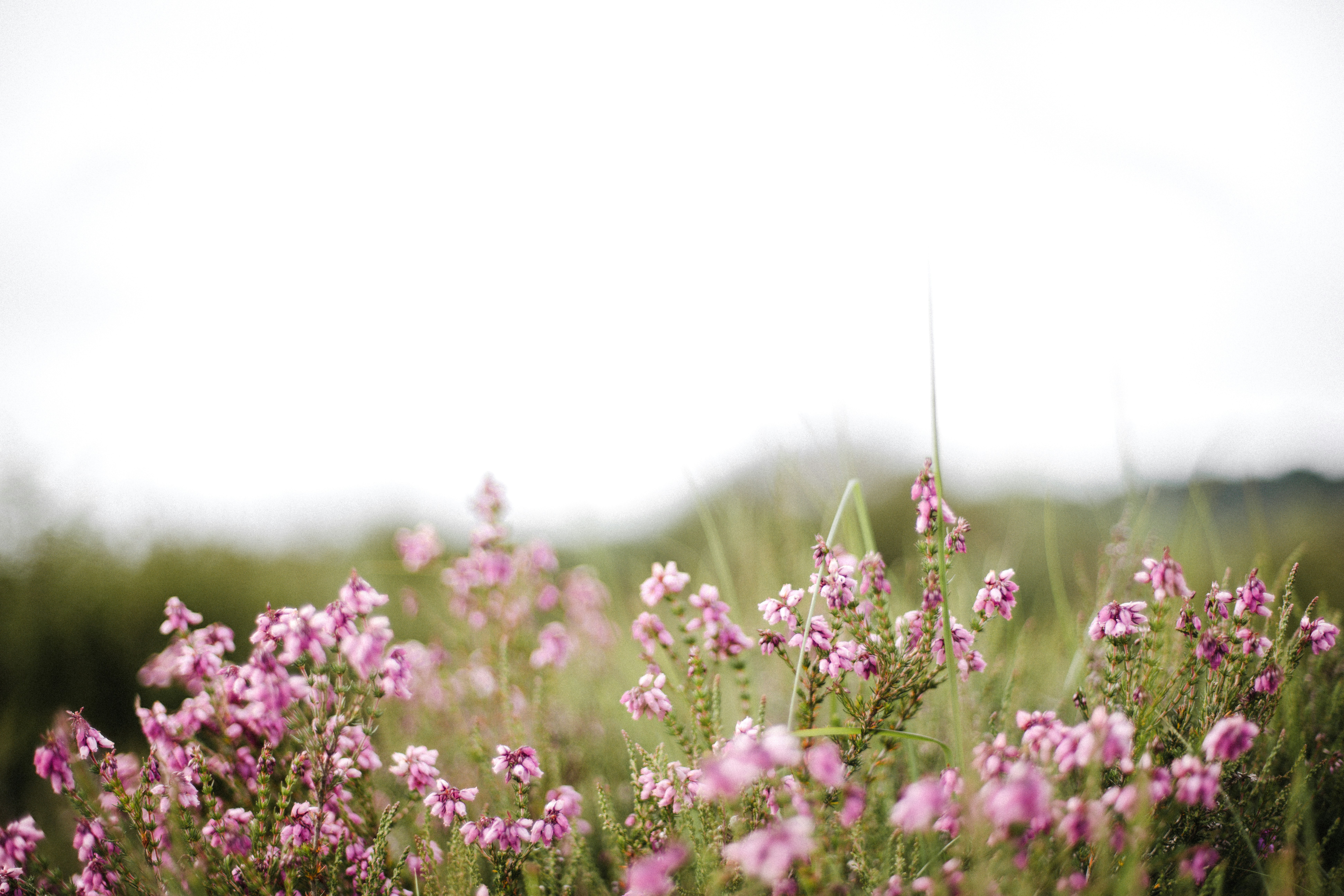 Photo by anniespratt