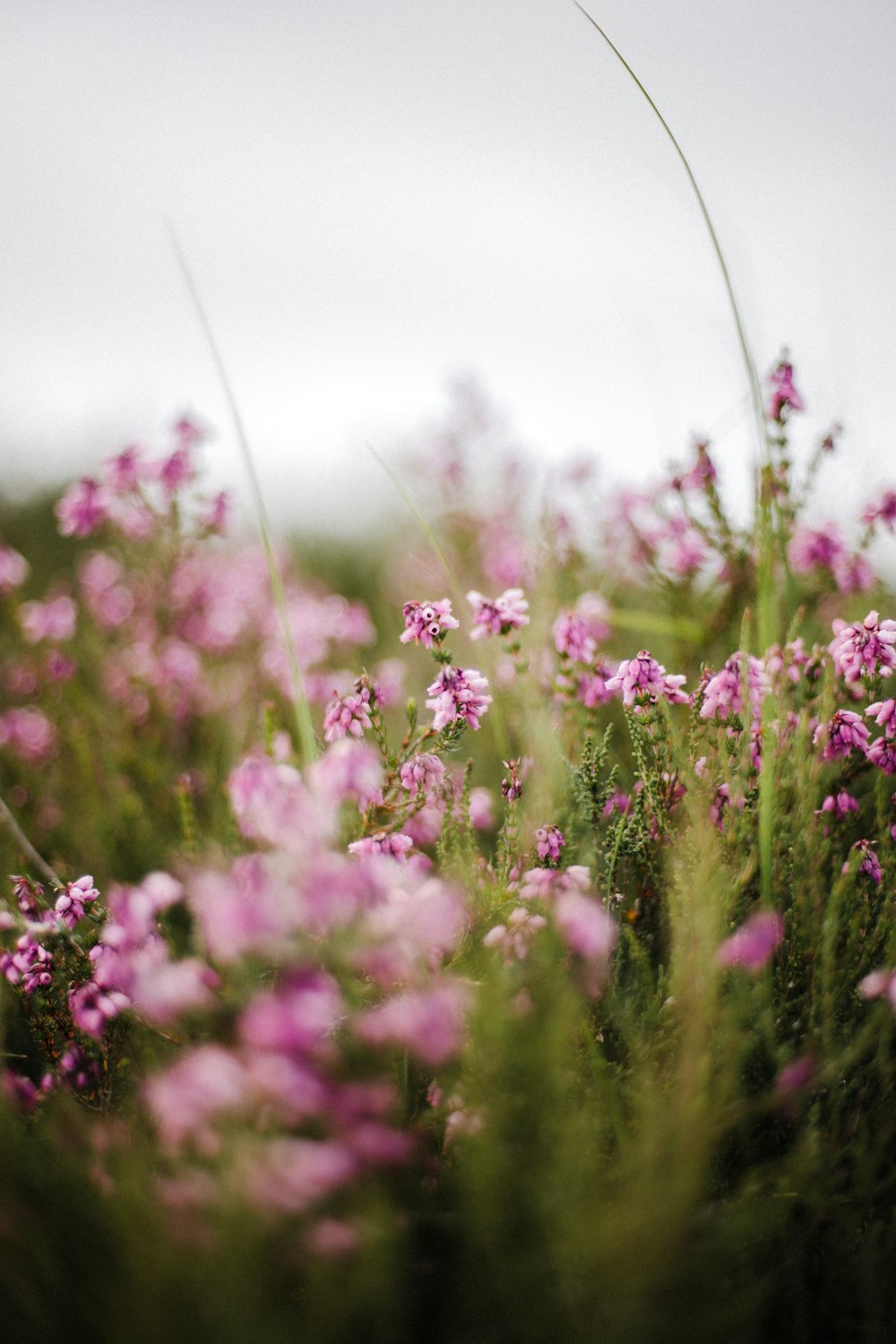 a field full of purple flowers on a cloudy day